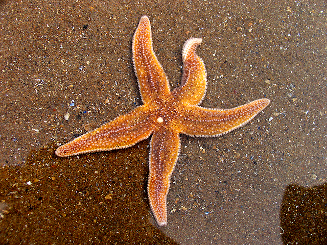 Common Starfish (C) Pam Brophy